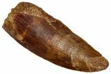 Serrated Raptor Tooth - Real Dinosaur Tooth #332279-1